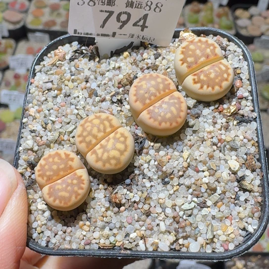 Ssss便宜清仓价794