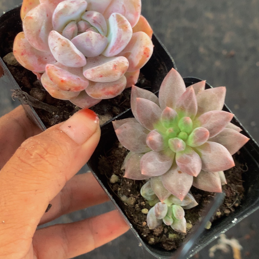 粉橙    车厘子  （满9.99包邮不满9.99发叶子）