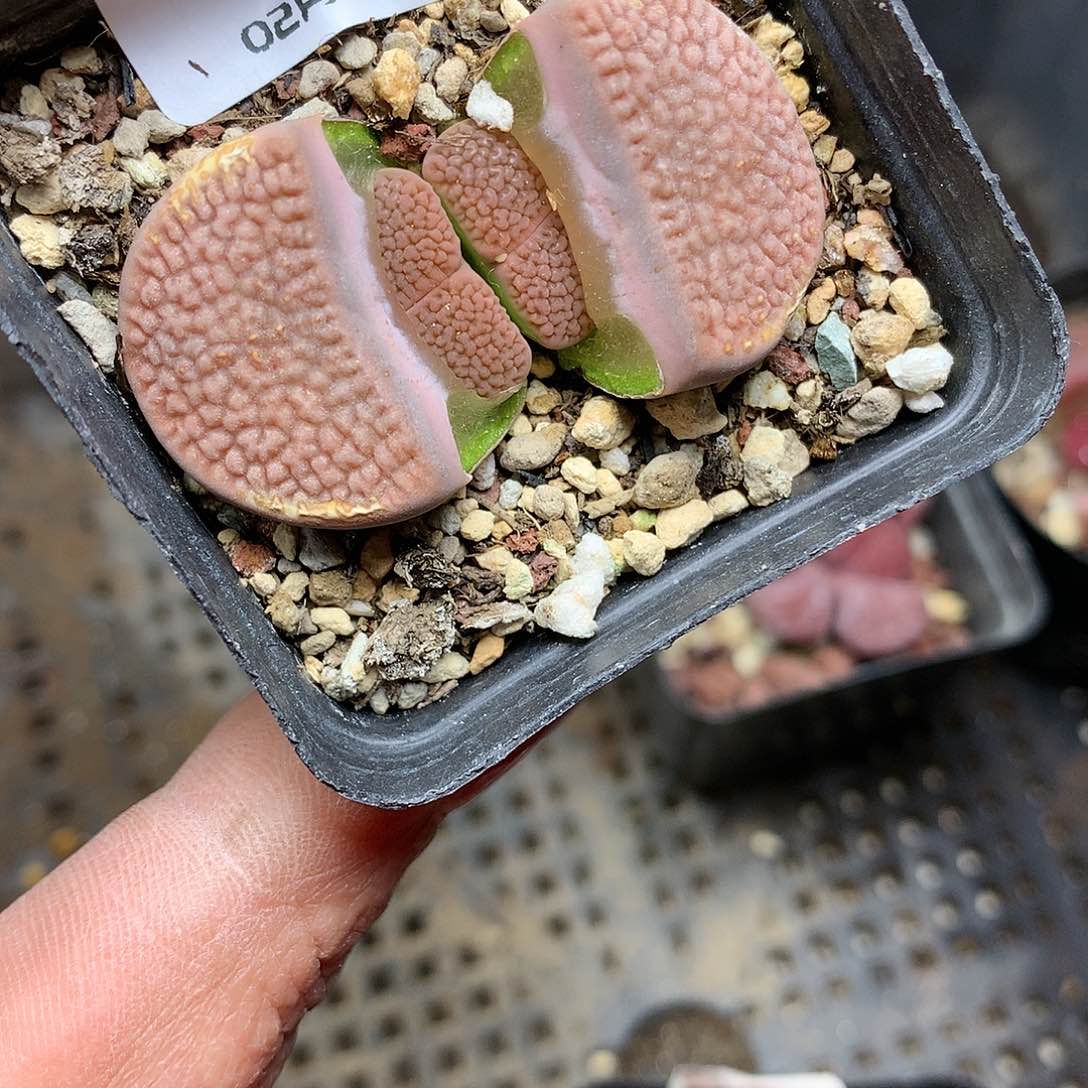 A174多肉植物保护研究所