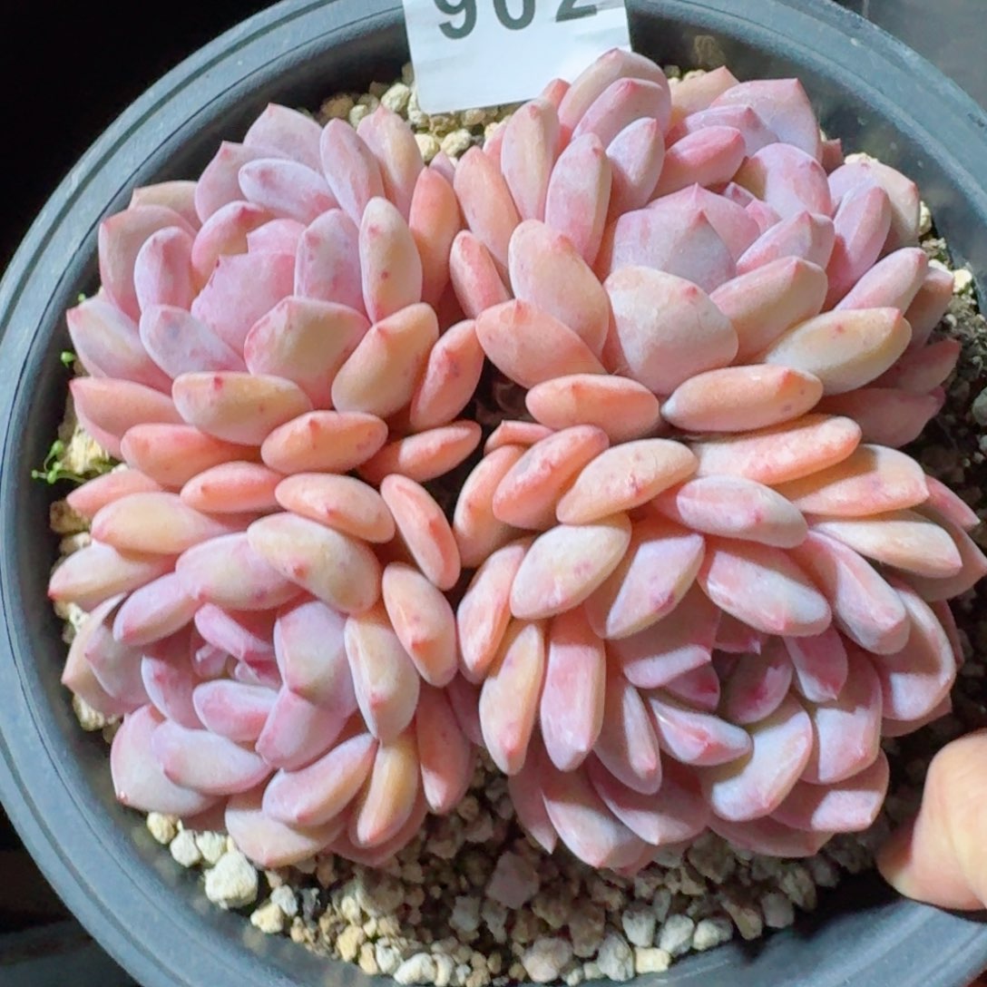 星影群生         精品多肉