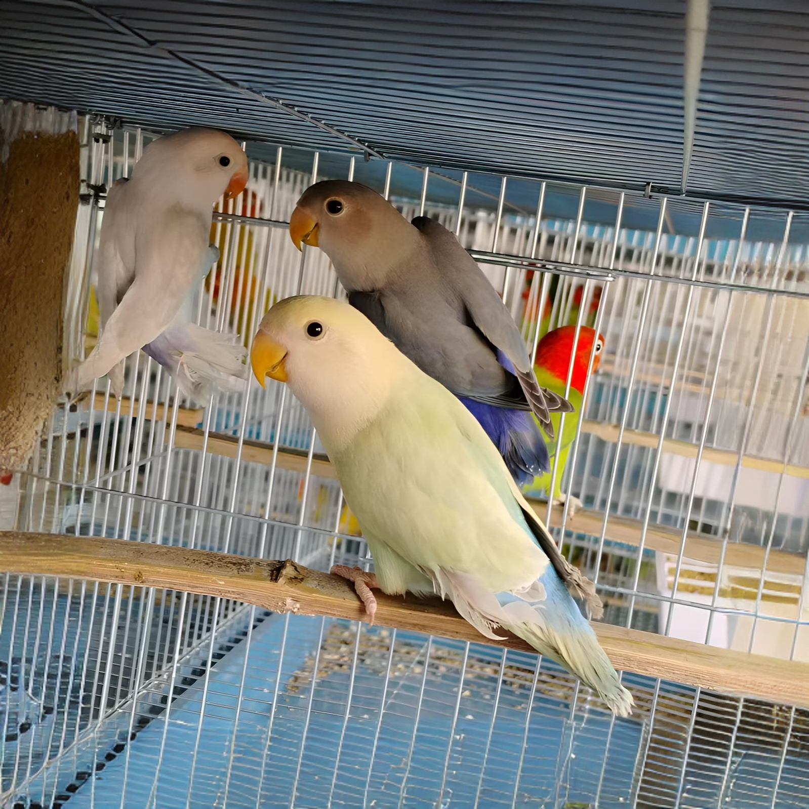 牡丹鹦鹉活体宠物黄桃绿桃牡丹活体包邮