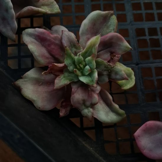 翠花超白东云家里的