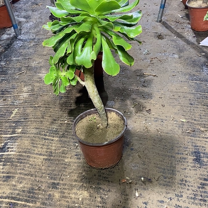 55，绿玫瑰妖多肉法师