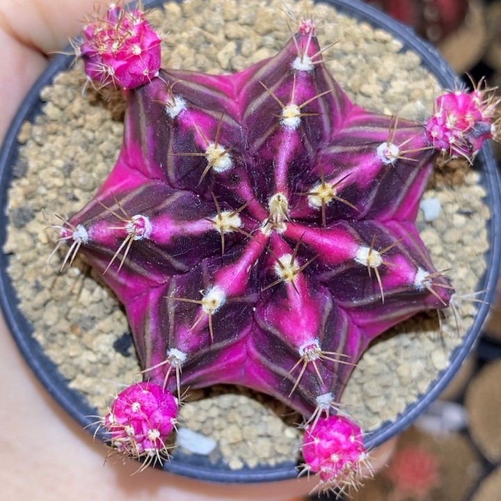 黑粉 米哈仙人球