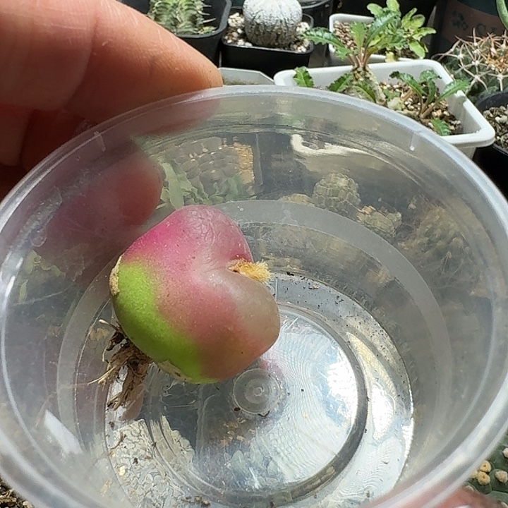 C***e140毛汉尼脱土发货