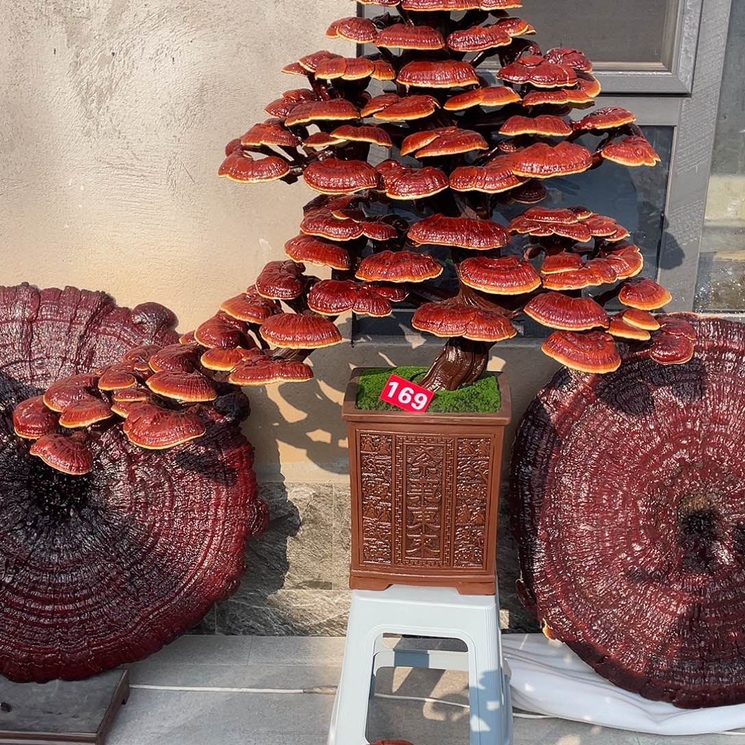 无花朵888888888888