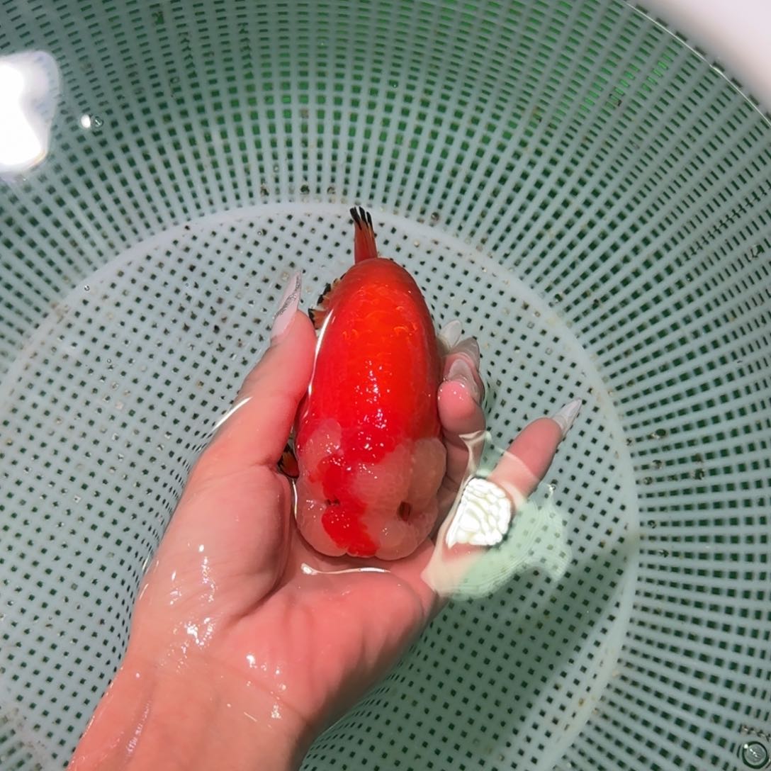 金鱼类不分公母1