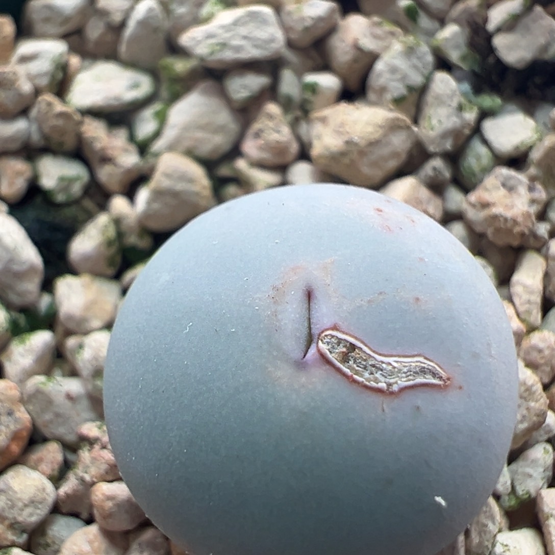 893。青蛙优选434 V嘴