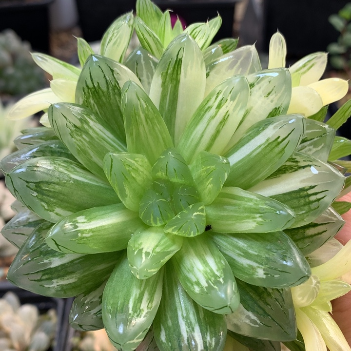 花火玉露锦带盆土发货