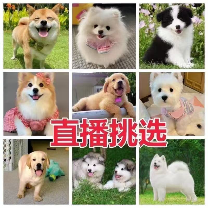 A8直播博美比熊挑选金毛拉布拉多德牧泰迪柯基边田园幼犬活物小狗