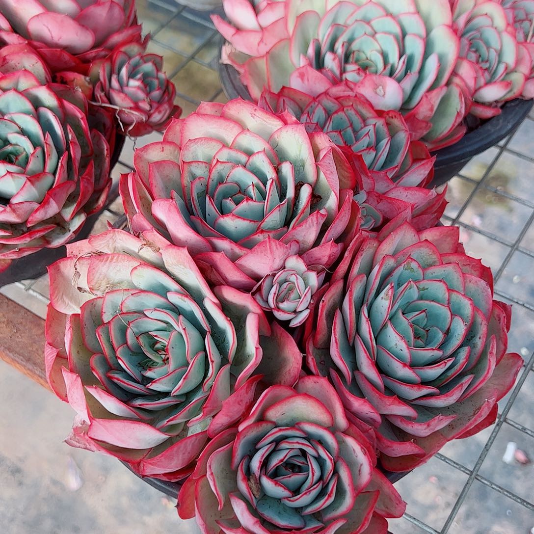 牡丹亭多头群生老桩特大