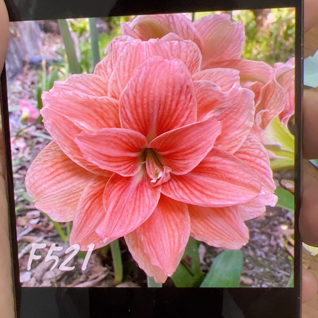 朱顶红F521开花球5cm左右