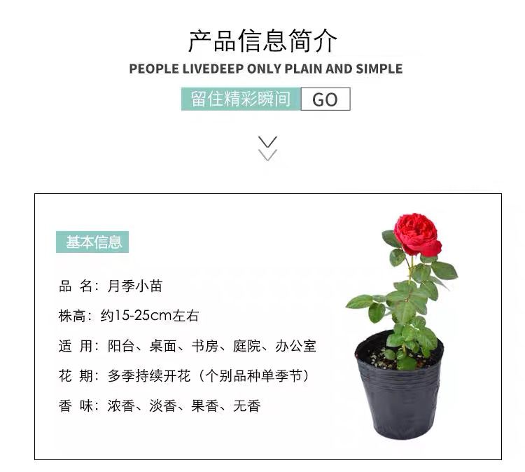 随机1颗月季小苗