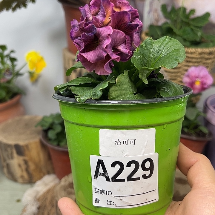 完全开放角堇229号