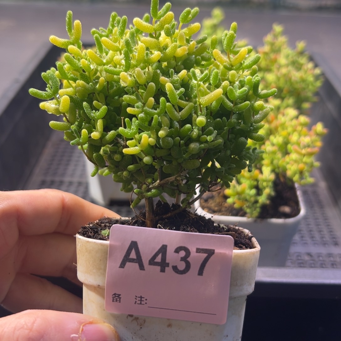 枝干番杏多肉植物437