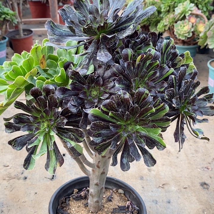 水墨丹青40多肉植物法师法师