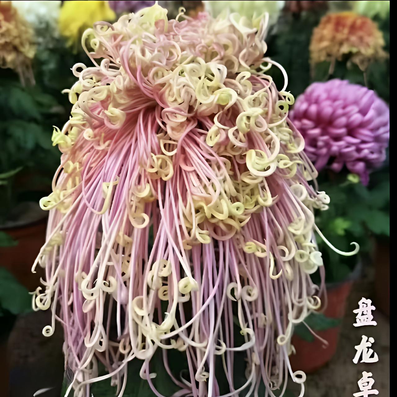 原盆带花苞【盘龙卓越】九月大菊花稀有品种耐热耐寒易养活喜阳
