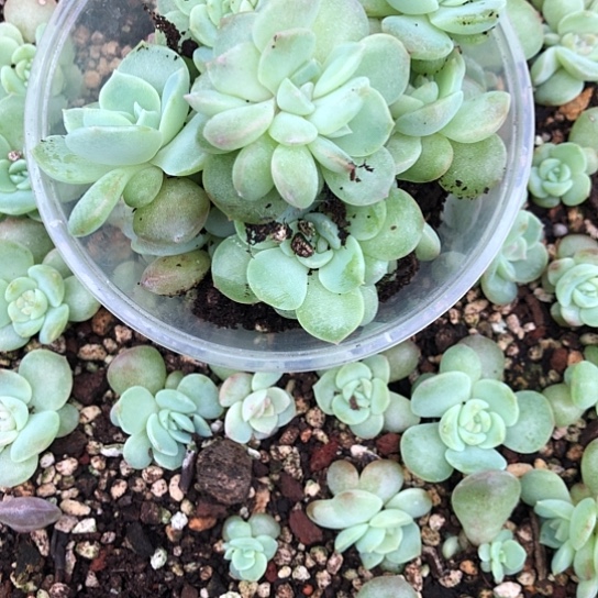 是***啊075紫烟饭盒一组十颗