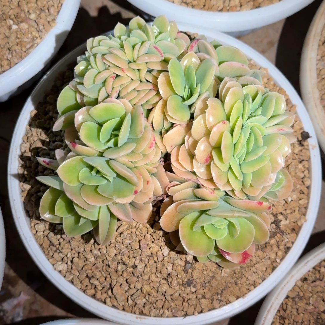 星纳塔多肉植物链接