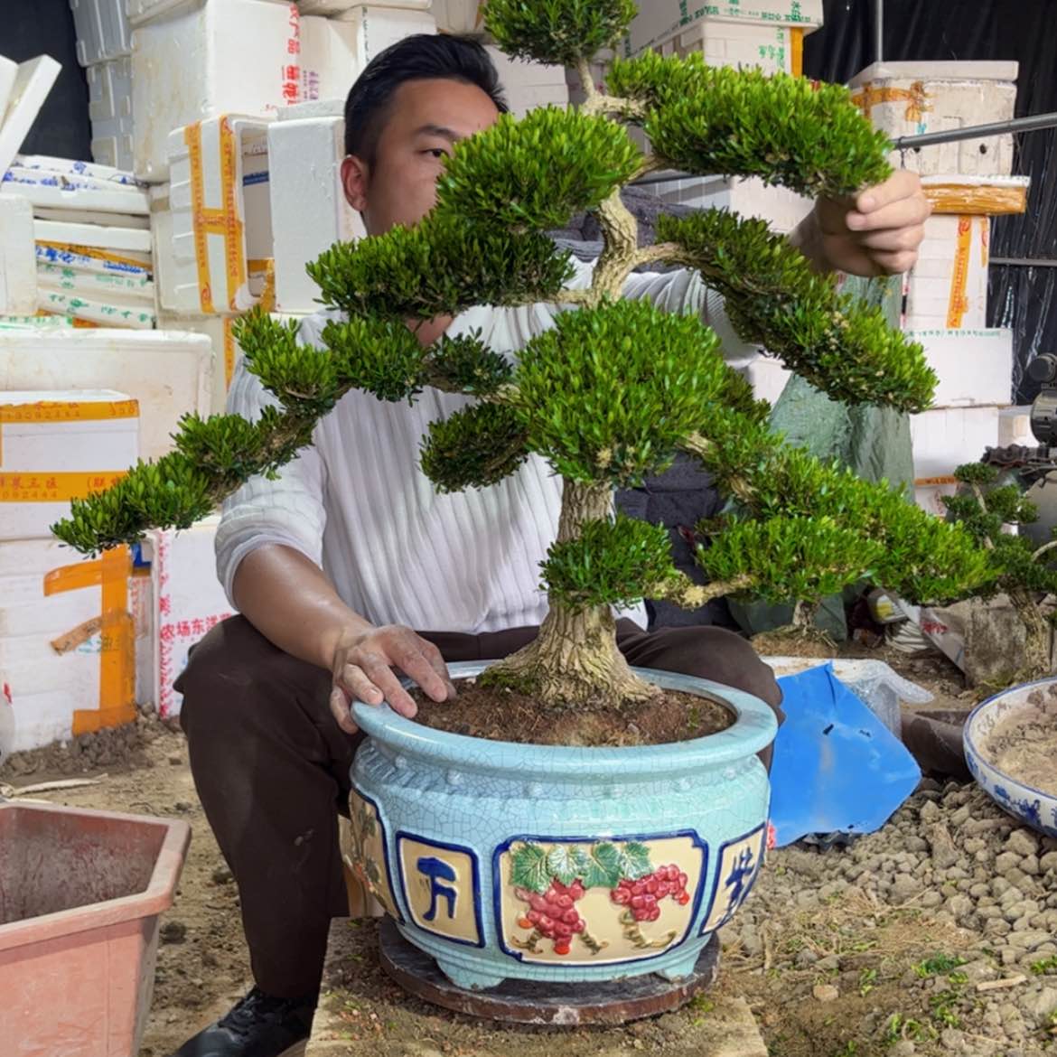 【闪购商品】广东雀舌黄杨盆景