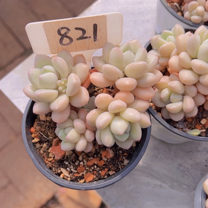 健健康康平平安安