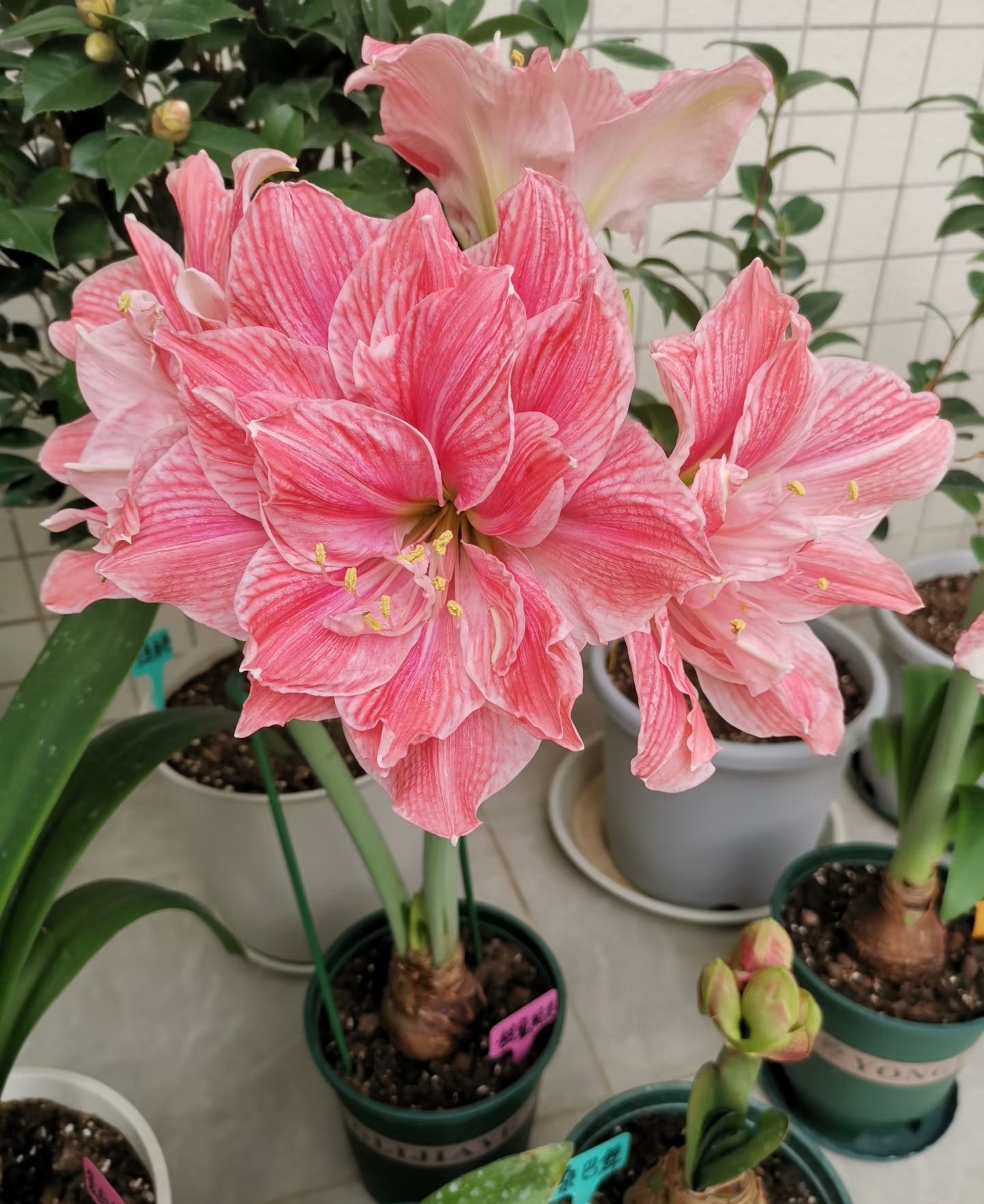 栖野绿境  (预售）荷兰进口朱顶红种球四季可种懒人花卉