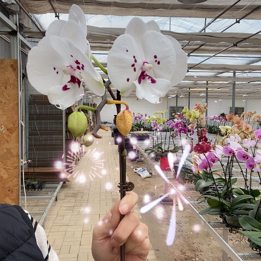 完全开放天鹅绒1棵消苞