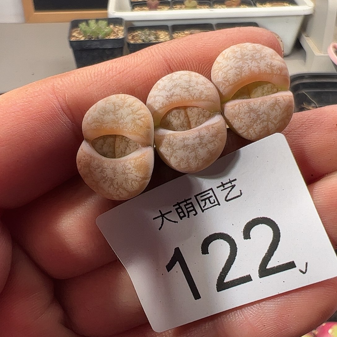 一物一拍。        122