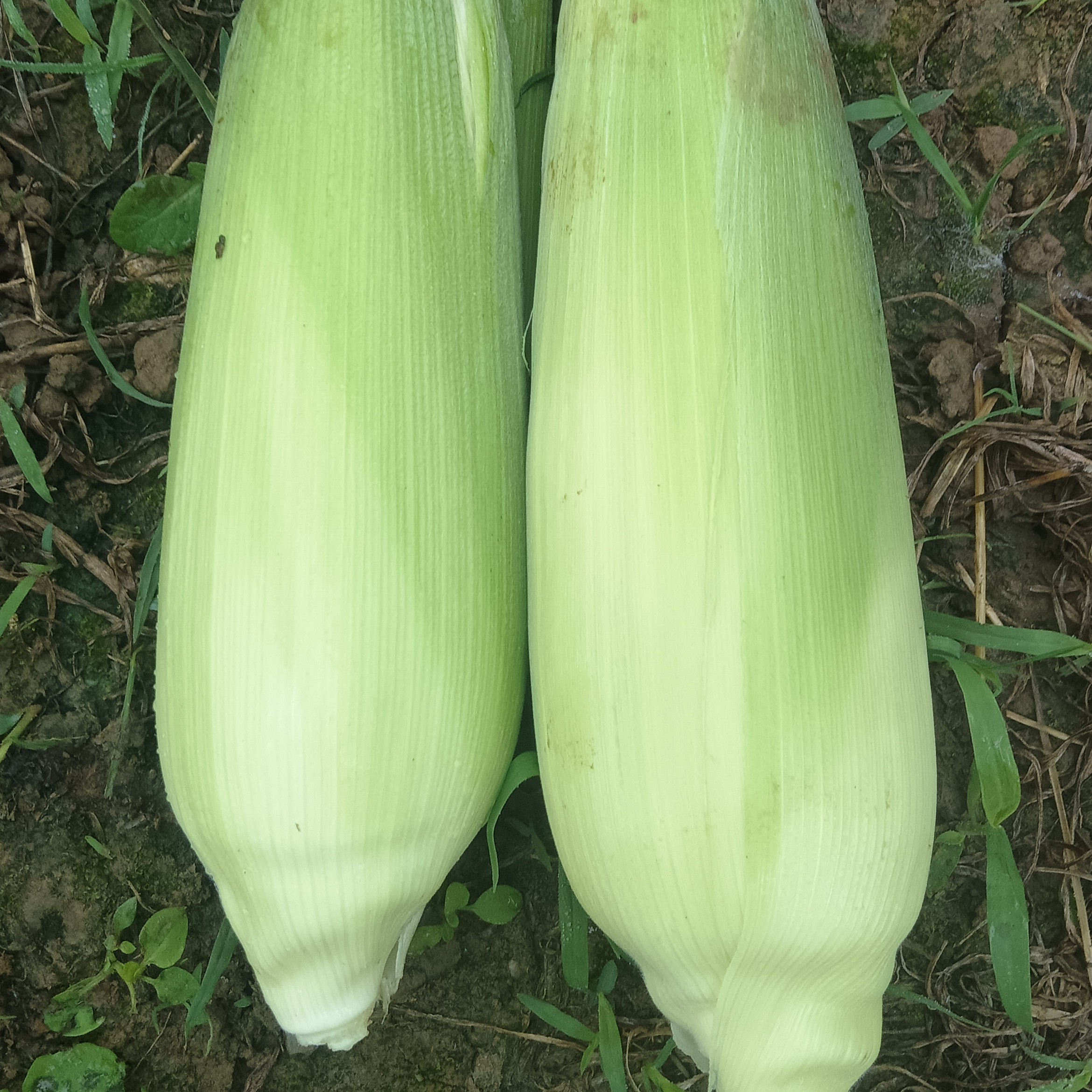 广西柳州农家自种纯白糯新鲜带壳两种规格包邮（新疆、西藏除外）