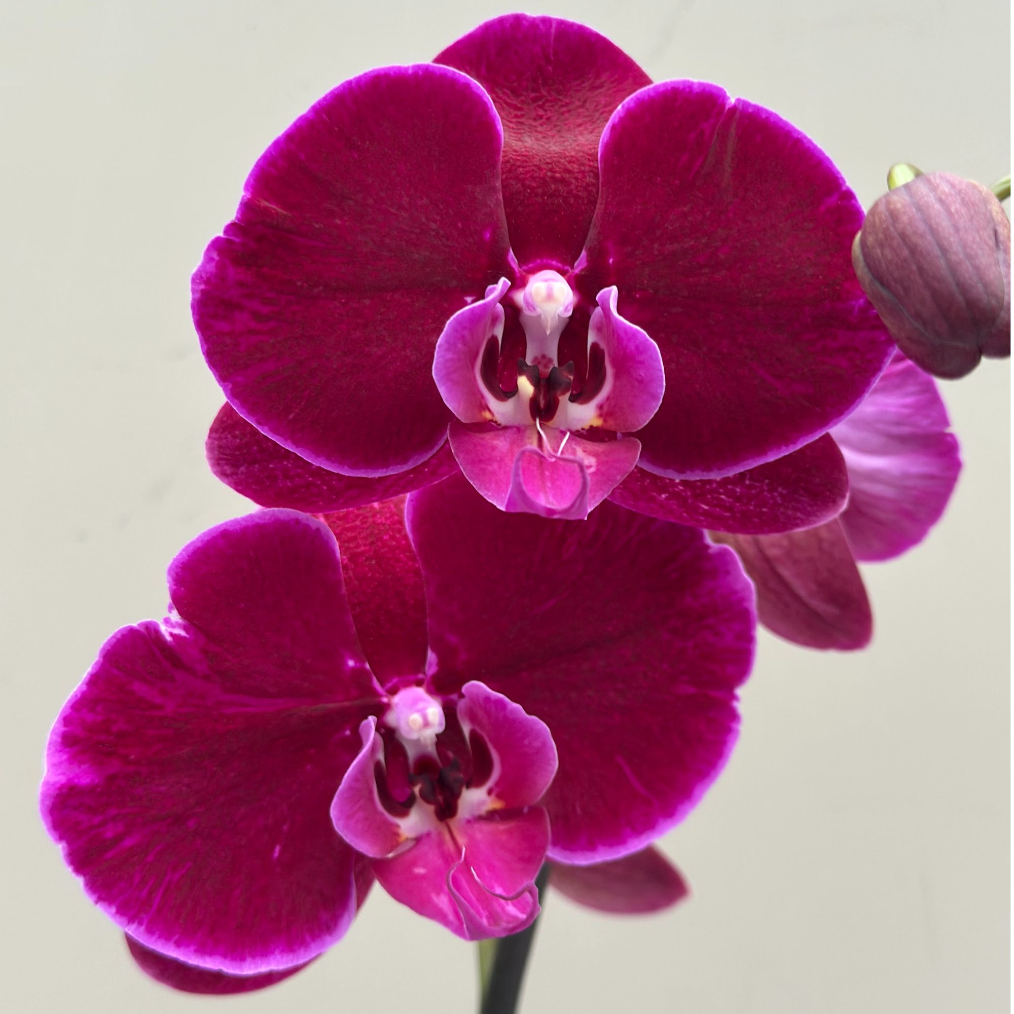 蝴蝶兰【霓虹灯】丝绒花瓣高级红 基地直发