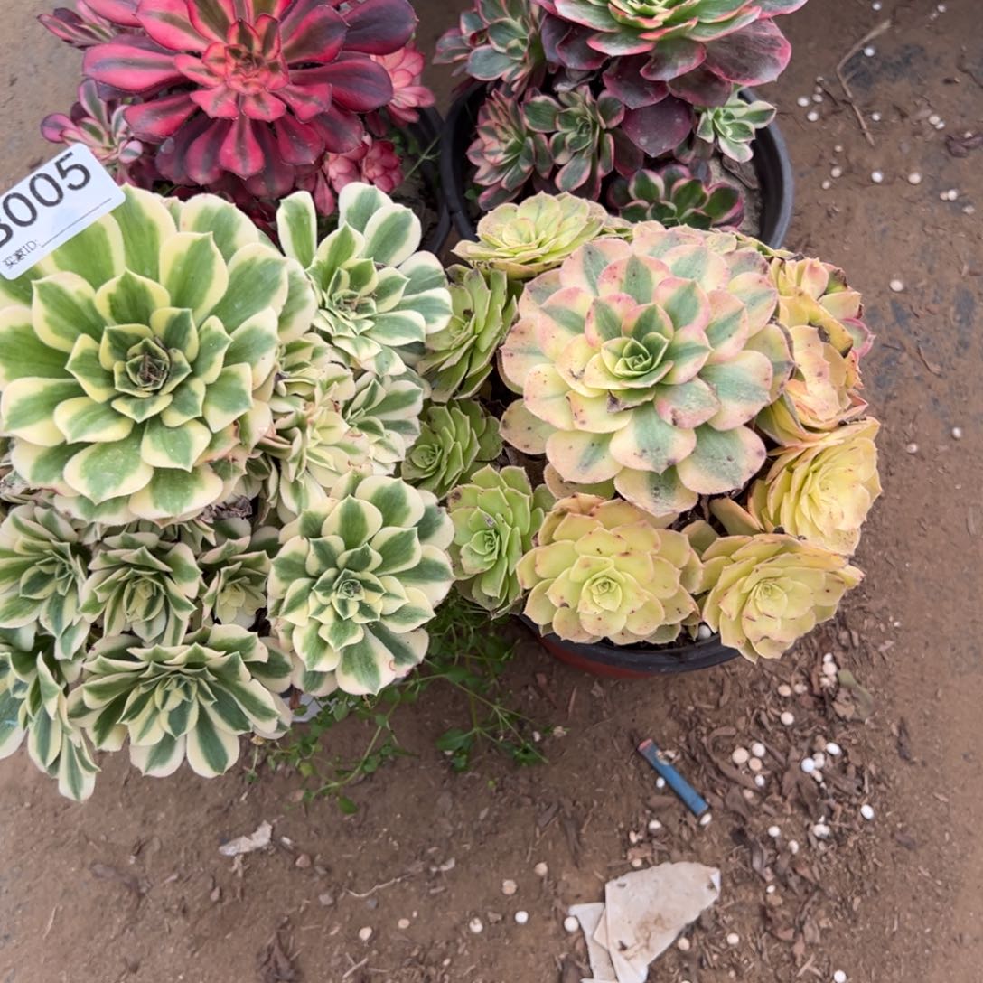 005四颗组合多肉植物法师