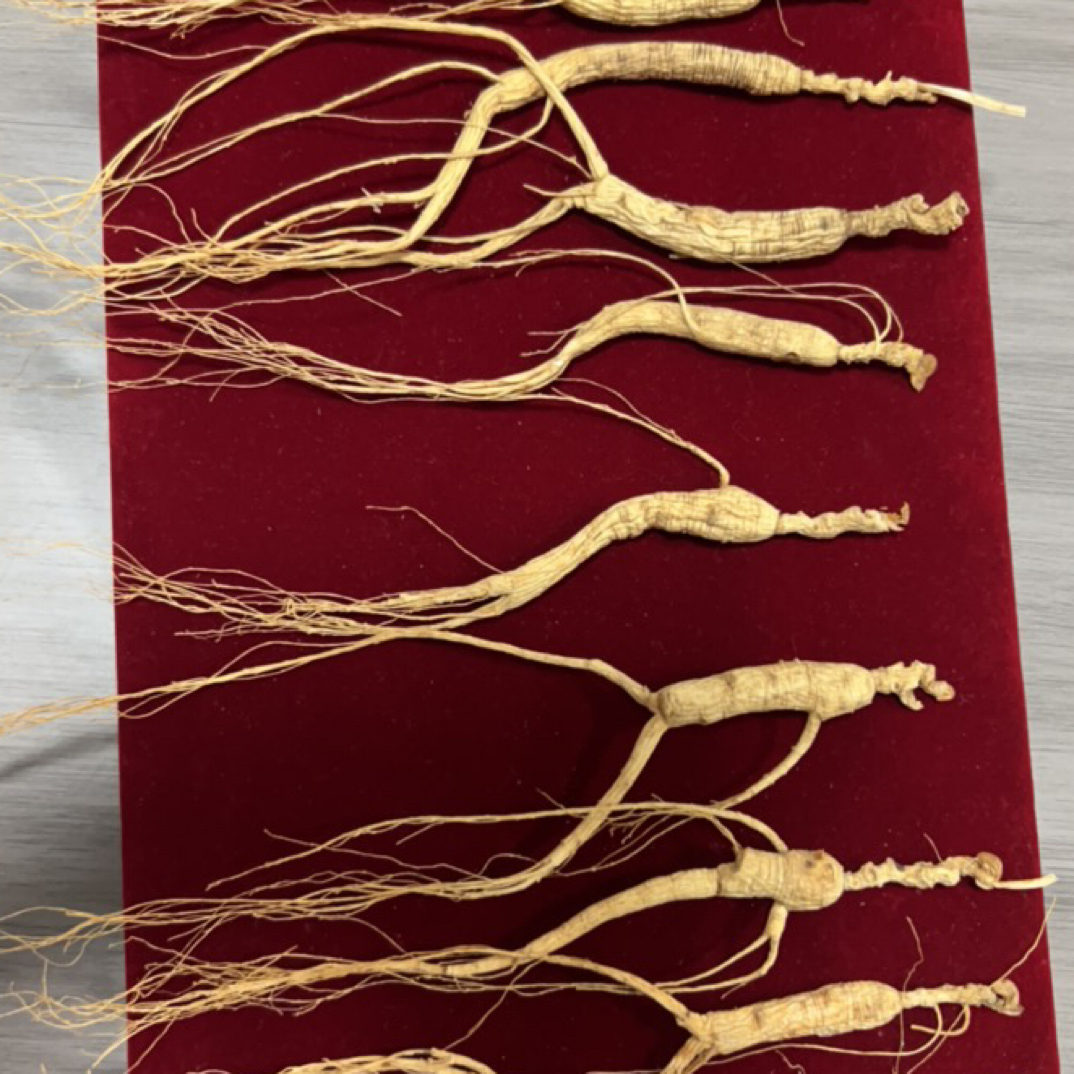 精品人参林下池床籽参-访友佳品