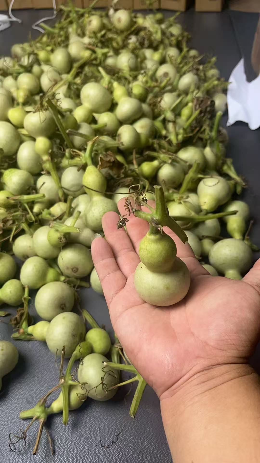 青皮新鲜小美葫芦可体验打皮练手