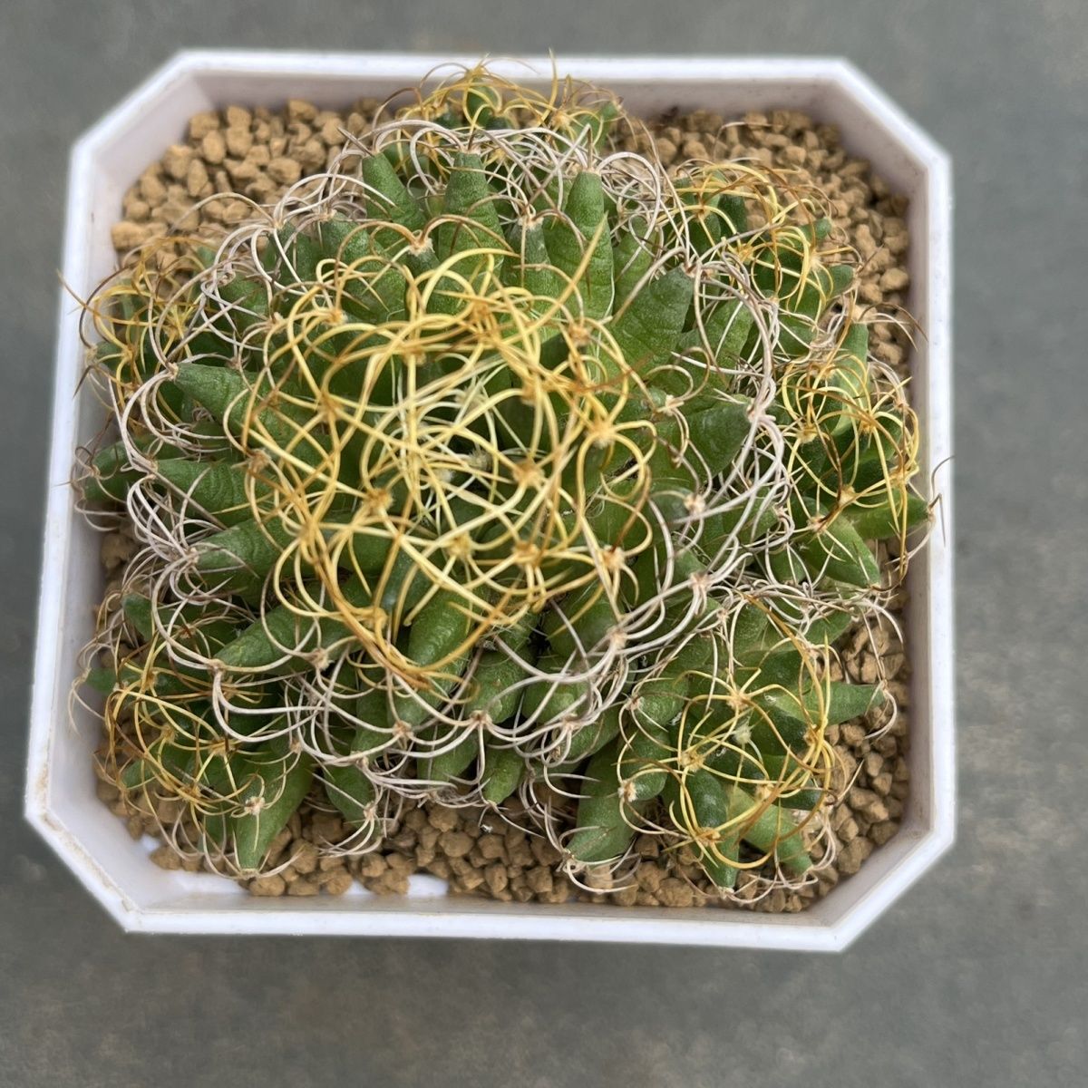 稀有仙人球卷刺琴丝多肉植物室内桌面易养盆栽