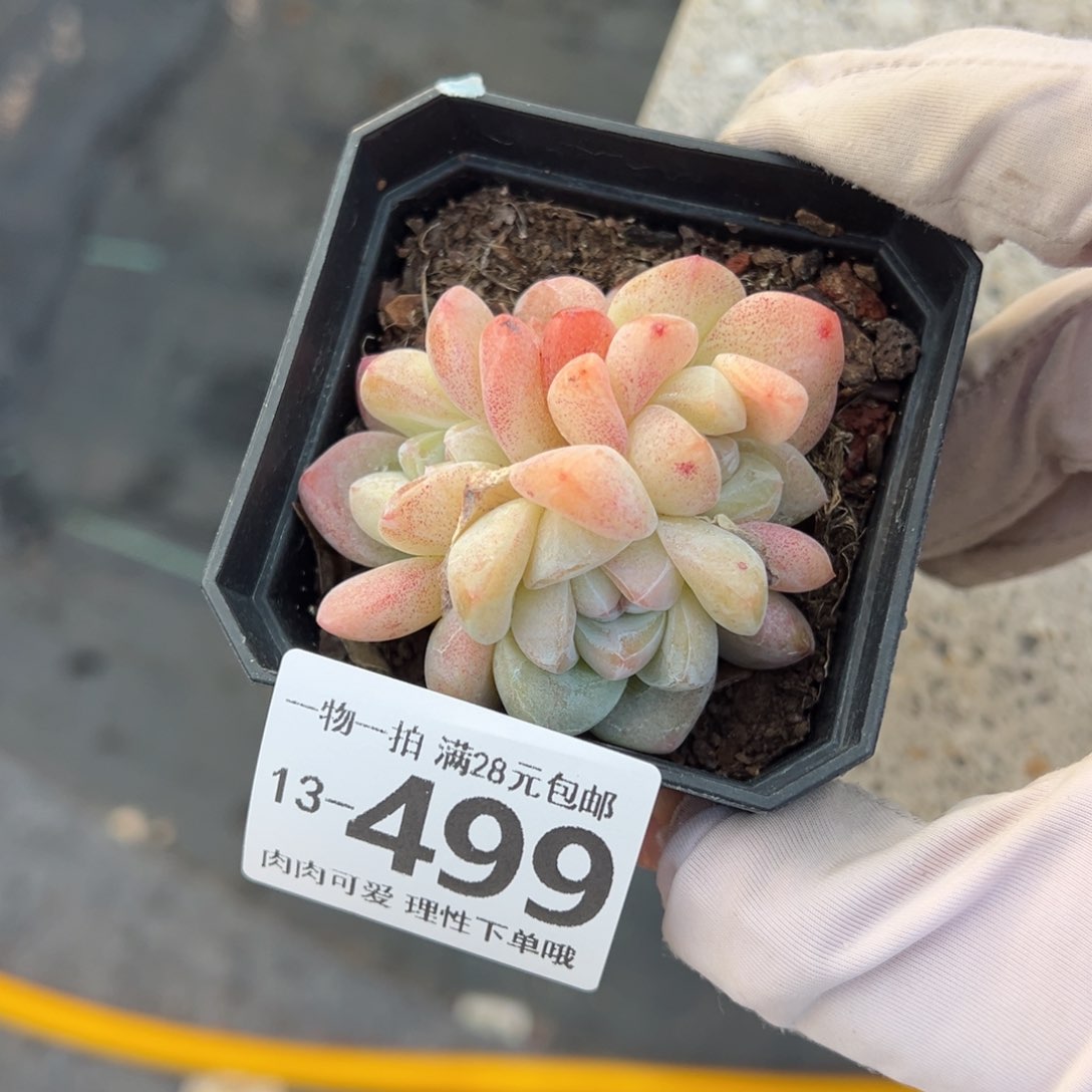 冰玉，多肉多肉多肉多肉