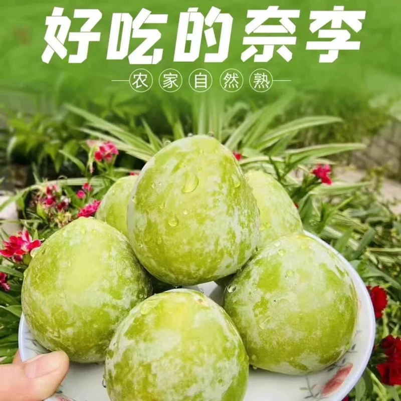 奈李广西李子新鲜水果当季应季酸甜可口奈李青奈李爽口水果桂林