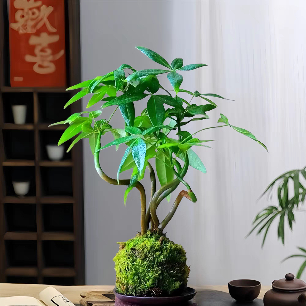 奇趣多福发财树苔藓球盆栽室内客厅办公室桌面四季常青绿植