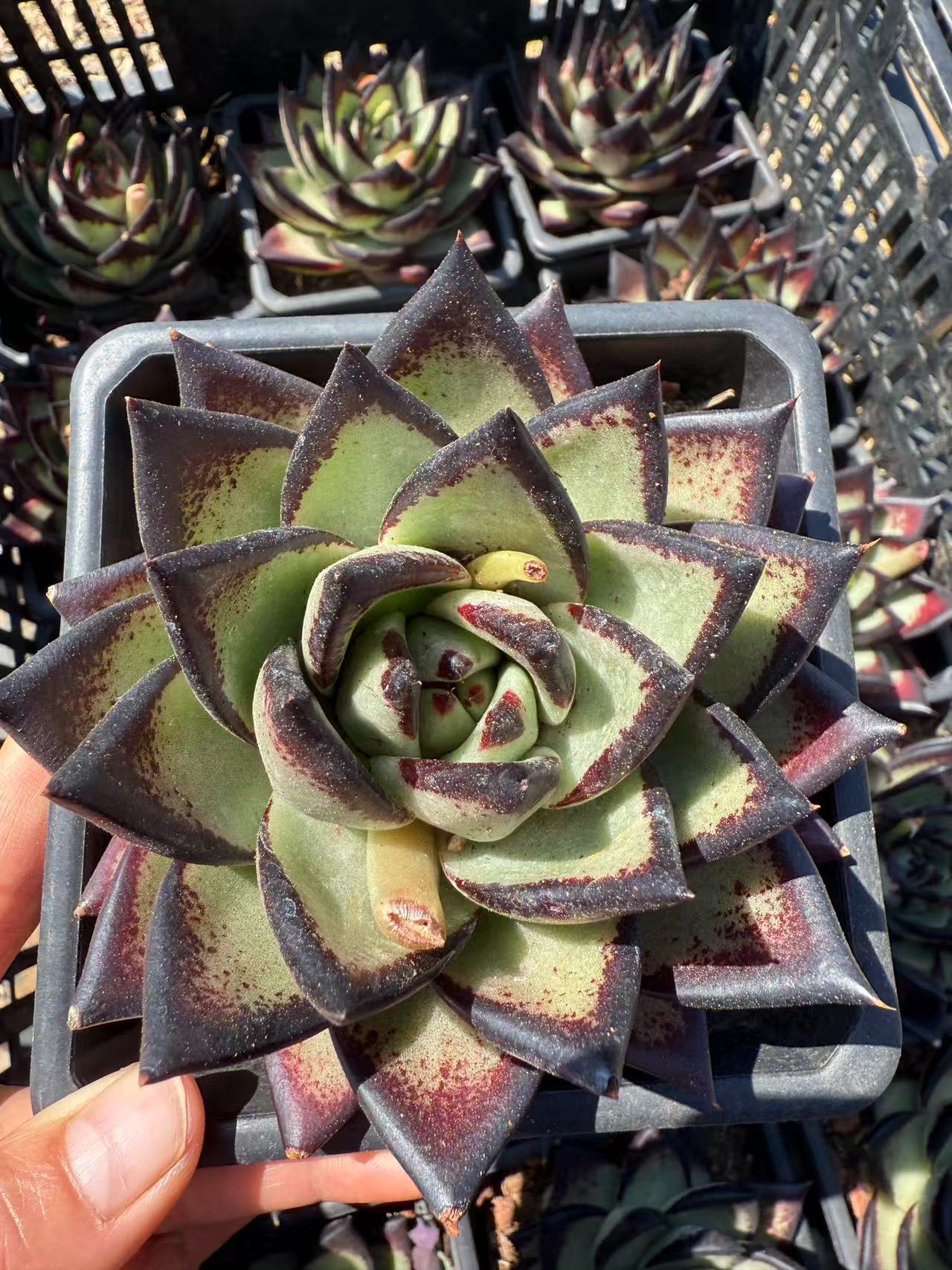 黑檀芝美乌 多肉植物满两单包邮