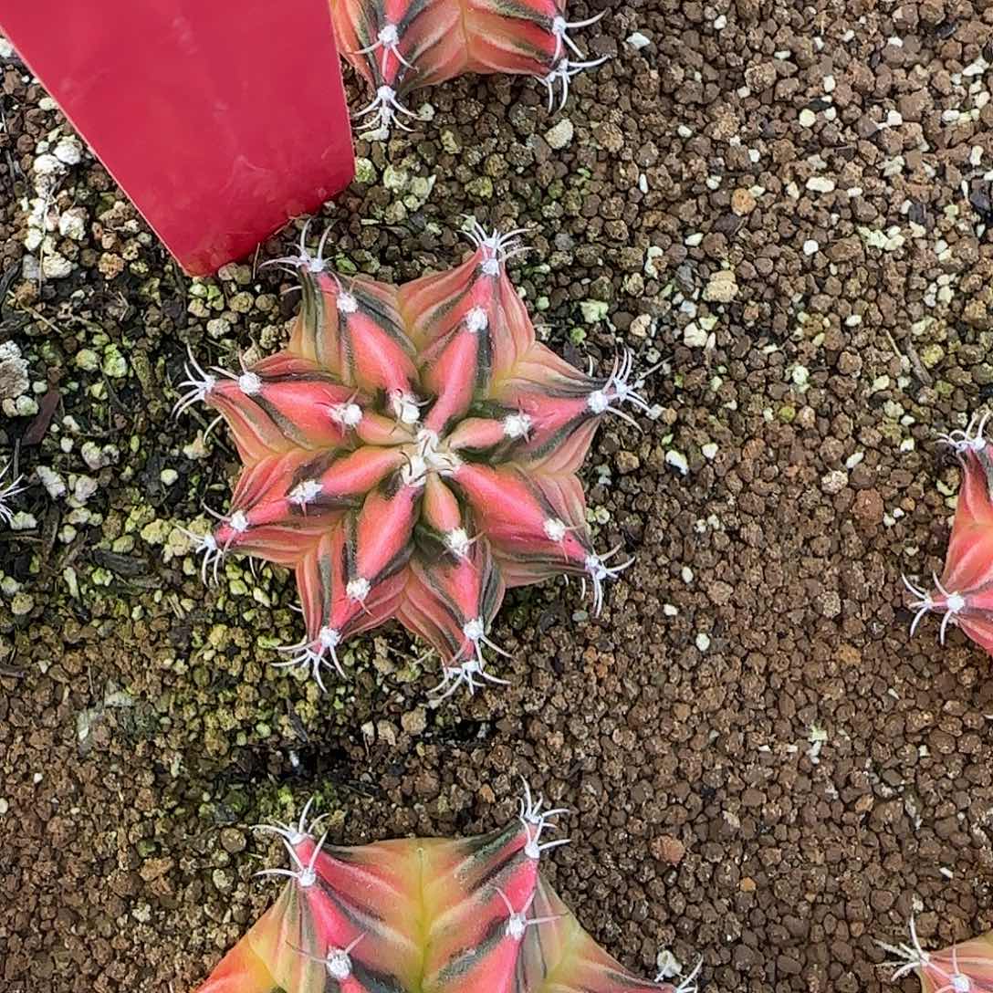 L541-1225泰国发货 嘉年华