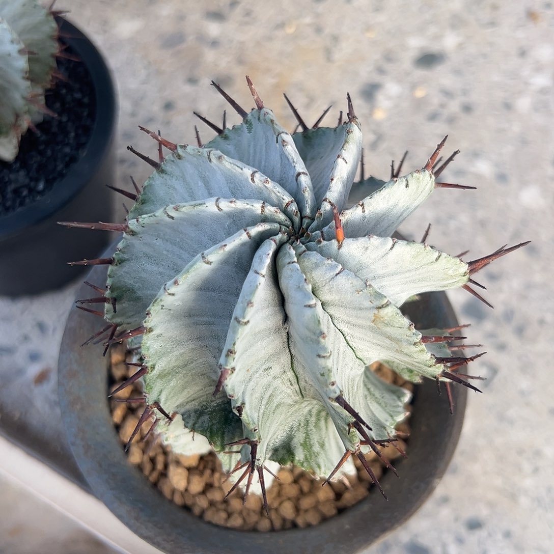 完全开放纯关上ggggg