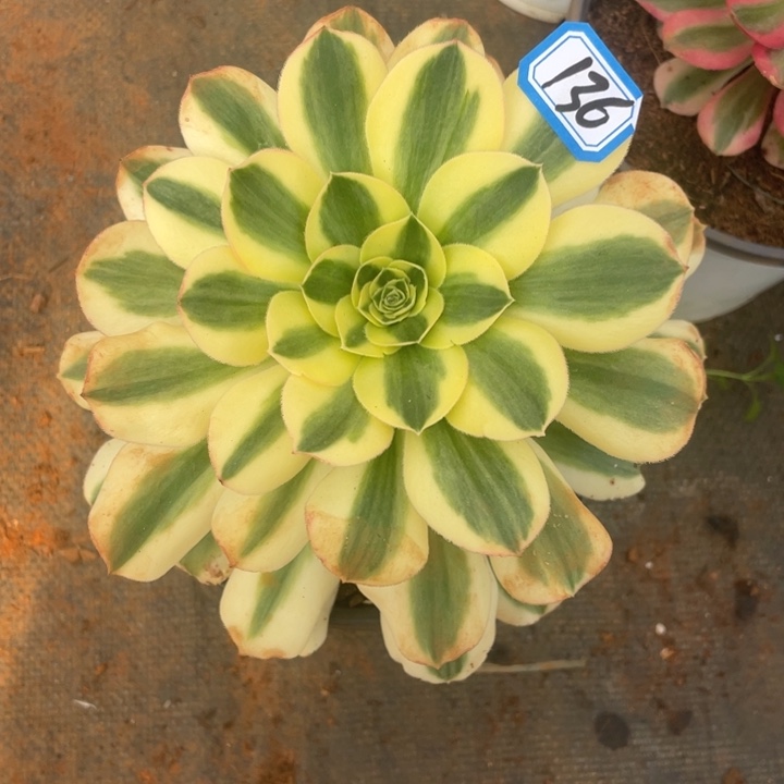 136绿珀单头法师锦锦