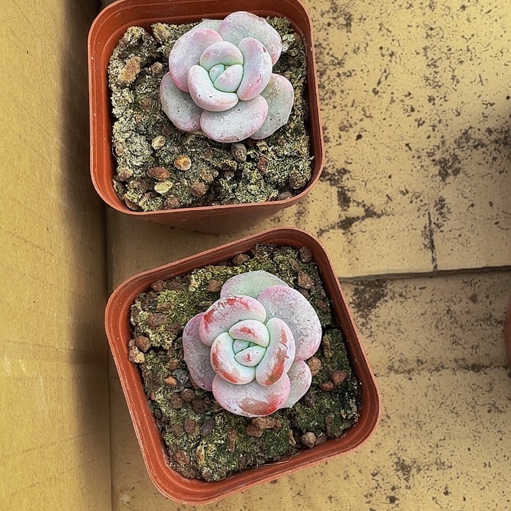 单头粉奶茶带盆土发