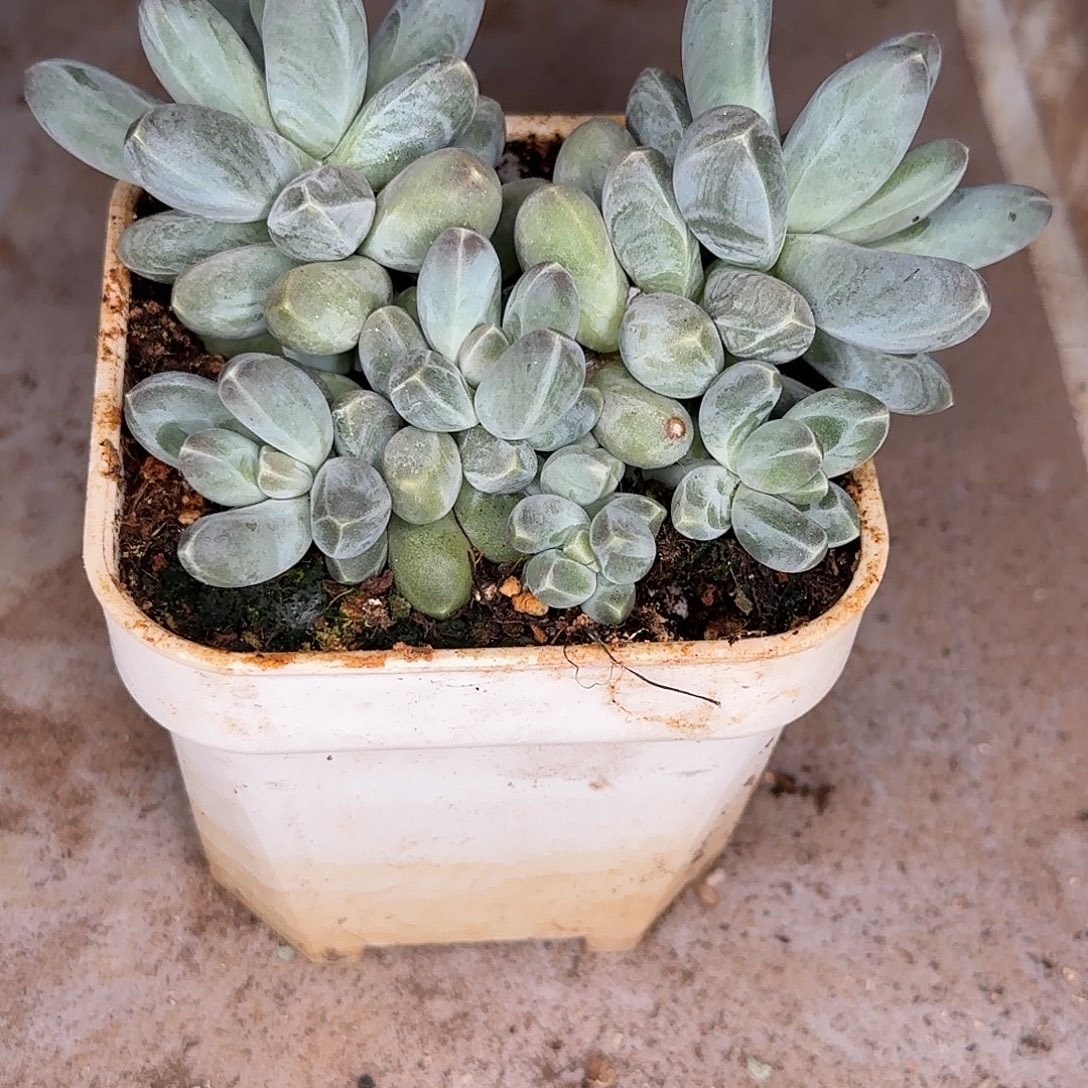 三***爱天空多肉植物寄养