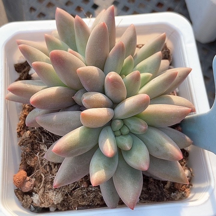 多肉植物车厘子2154