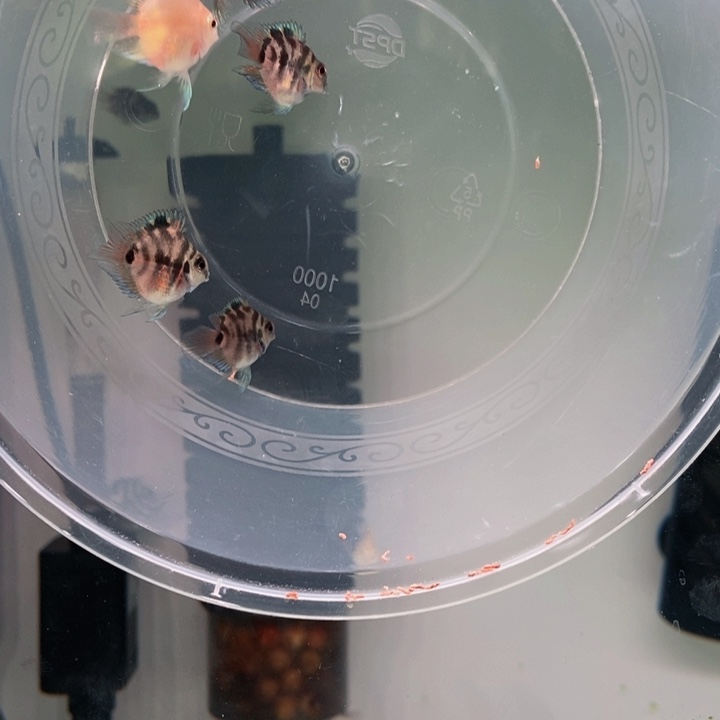 鹦鹉鱼四条摩卡苗2.5.cm