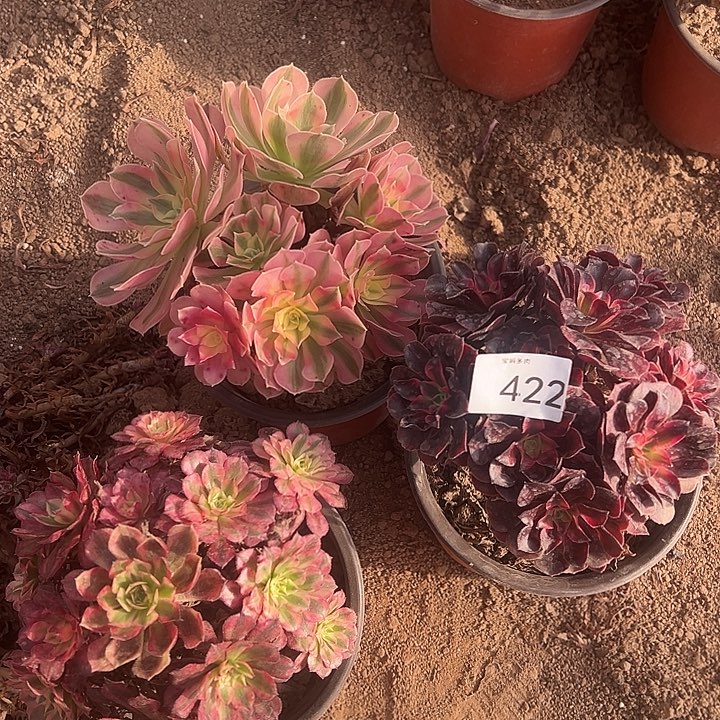 三颗一物一拍422号脱土裸根发货