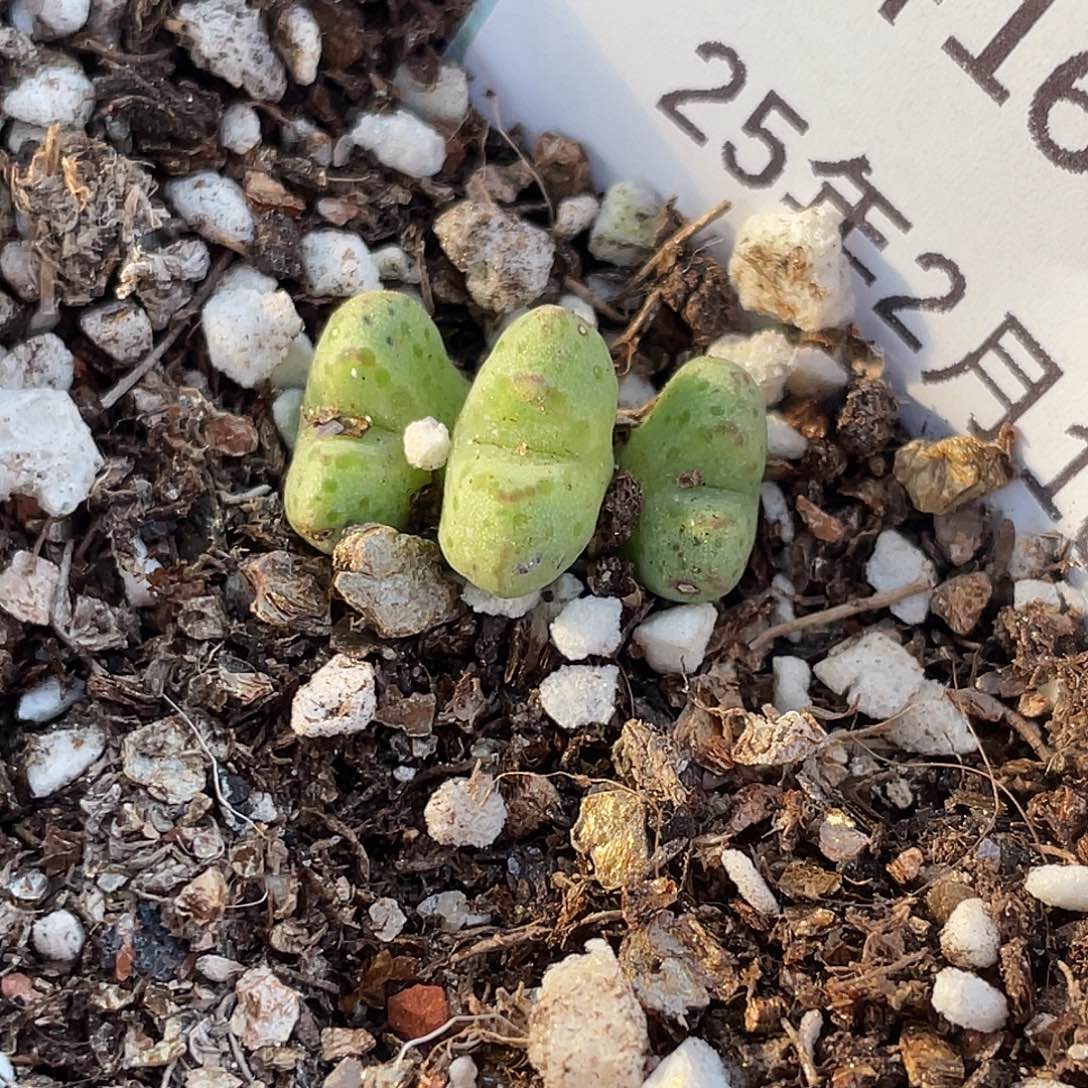 16-114肉锥多肉植物