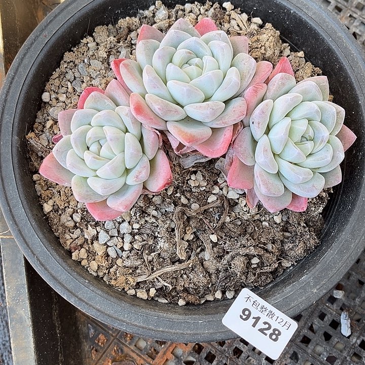 阿雅园艺。       9128