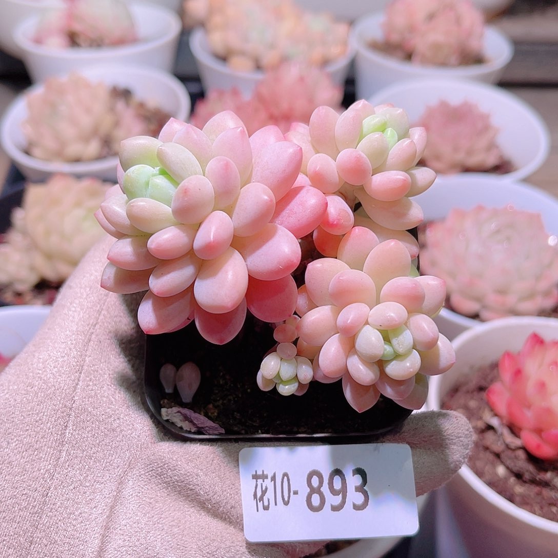 花利美10-893洛可可