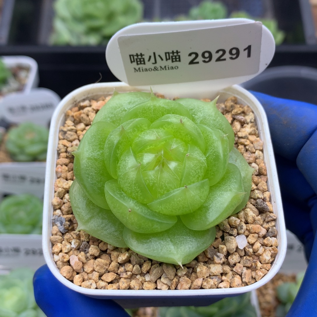 ◉***圈多肉植物杂交珍妮